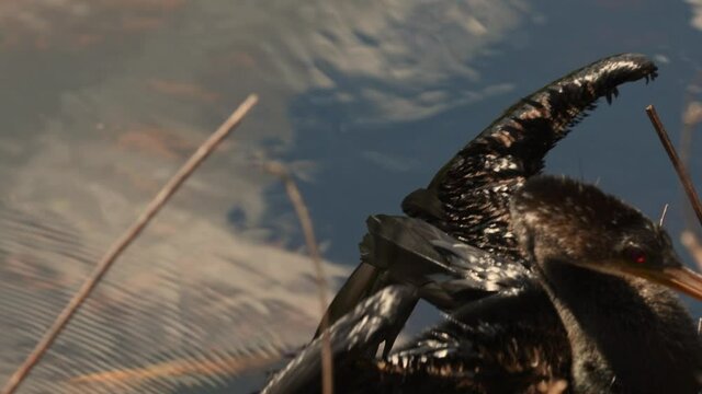Close up of anhinga bird