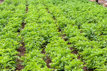 Fototapeta na wymiar Potato plantation. Potato plants. Solanum tuberosum