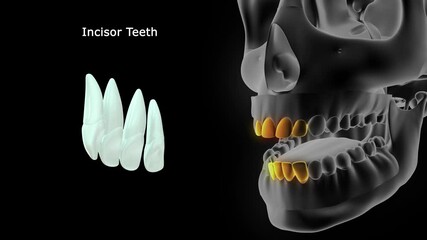 incisors Teeth