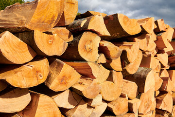 Freshly made firewood in the evergreen forest Environmental damage, ecological issues, ecology, nature, wood, deforestation, alternative energy, lumber industry, business
