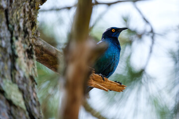 Red shoulder star sitting on the tree