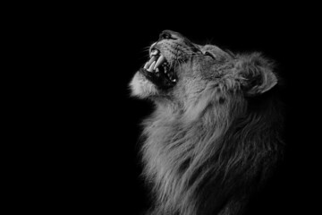 Free Angry Lion Wallpaper & Pictures - Royalty Free Pictures, Unlimited  Downloads | Pikwizard