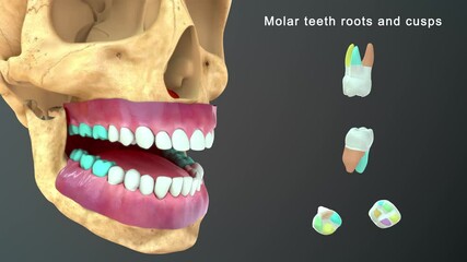 Molar Teeth