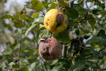 Rotten apple quince on the fruit tree, Monilia laxa infestation plant disease