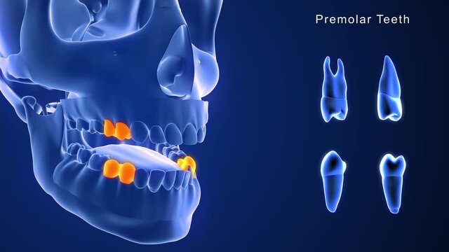 Premolar Teeth