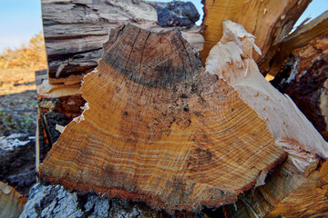 Closeup firewood with texture