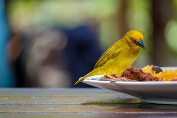 Maskweaver bird steals food from the plate