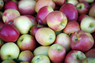 Fototapeta na wymiar Apple harvest in South Tyrol
