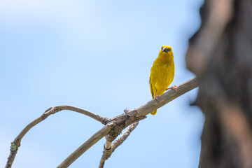 Maskweaver bird sitting on a tree