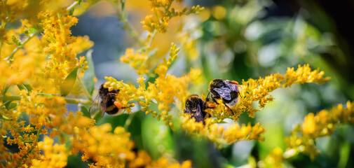 Three bumblebees on forsythia blossoms in spring on sunny day
