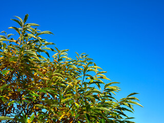 Autumn colours of the sweet chestnut stand out against a vibrant blue sky