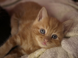 Cute adorable baby kitten looks into camera medium shot 