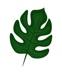 nature mostera leaf