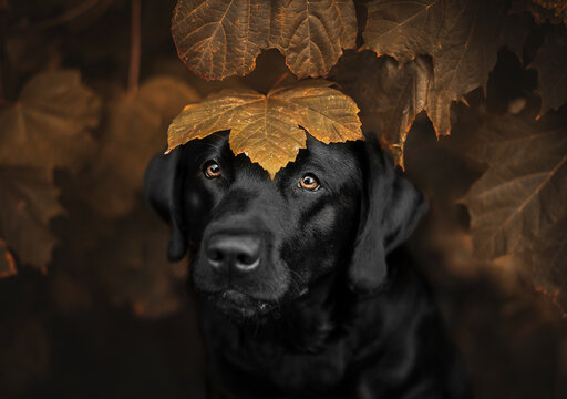 Labrador im Hebst