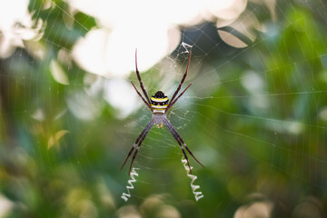Beautiful spiders and their natural webs
