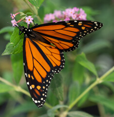 monarch butterfly on a flower