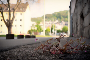 Kleine Pflanze in der Stadt