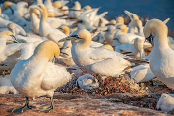 Wild nesting north Atlantic gannets at island Helgoland, biggest rookery in Germany, female is...