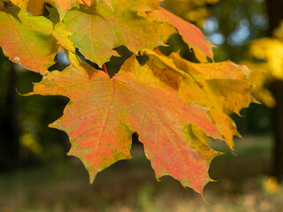 Colorful leaves in the autumn in the park
