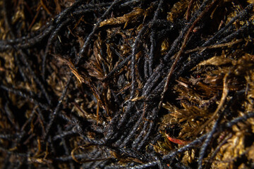 soil and ropes texture. Bonsai winding