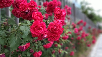 roses on the road