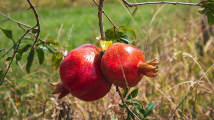 Cultivation and fruits of pomegranate in La Unión Valle del Cauca, Colombia.