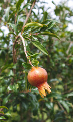 Cultivation and fruits of pomegranate in La Unión Valle del Cauca, Colombia.
