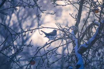 Thrush Fieldfare bird on a tree in winter