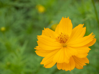 yellow flower have  ยlace to put letters on the left hand side