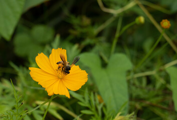 Bee collecting pollen on yellow flowers against a backdrop of green leaves.