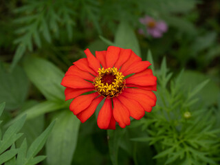 Red flower have  ยlace to put letters on the left hand side