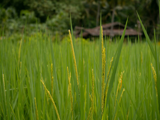 reen rice field the background is a old hut