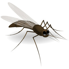 Realistic illustration of a mosquito. Insect. Realistic mosquito. Design of graphic source for healthcare of fever that mosquito is transmitter