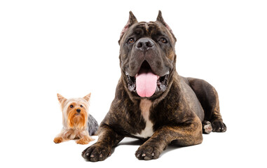 Cane Corso and Yorkshire Terrier lying together isolated on white background