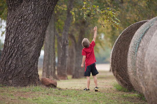boy on a farm with a hay bail reaching for tree limb leaves outside childhood farmer