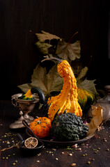 various types of ornamental pumpkins on dark background