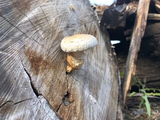 a mushroom growing on a tree