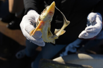 Farmed sturgeon whitebait releasing to the environment 