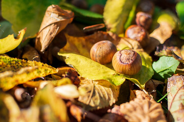 Hazelnuts Among Fall Colored Leaves In The Forest