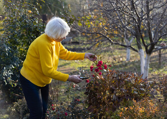 An attractive gray-haired 85-year-old woman in a yellow sweater is cutting roses in garden. Autumn...