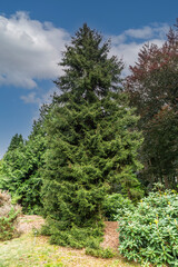 Caucasian spruce or Oriental Spruce, Picea orientalis Aureospicata, is a spruce native to the...