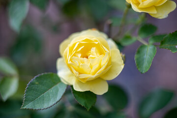 Macro d'une rose jaune
