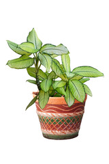 Fototapeta premium Dumbcane plant or Dieffenbachia maculata Tropic Marianne in pot isolated on white background included clipping path.