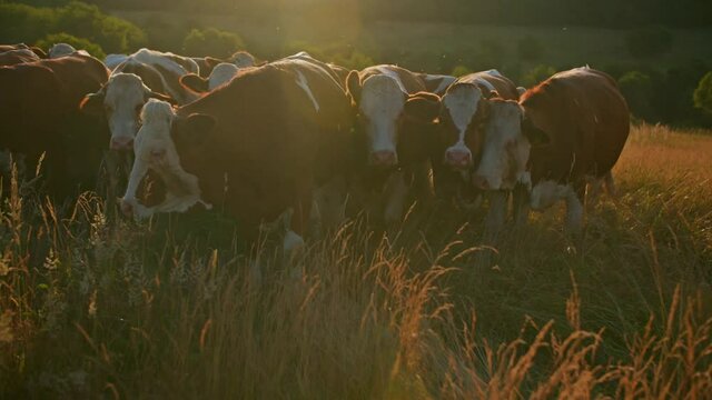 Organic dairy farming. Golden hour close up shot of cattle grazing on the pasture. Bio grassland based dairy production