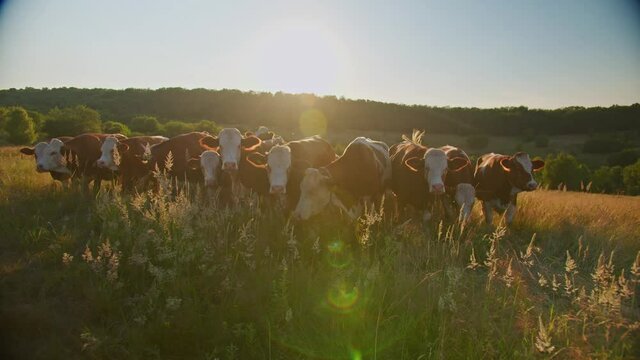 Organic dairy farming. Golden hour close up shot of cattle grazing on the pasture. Bio grassland based dairy production