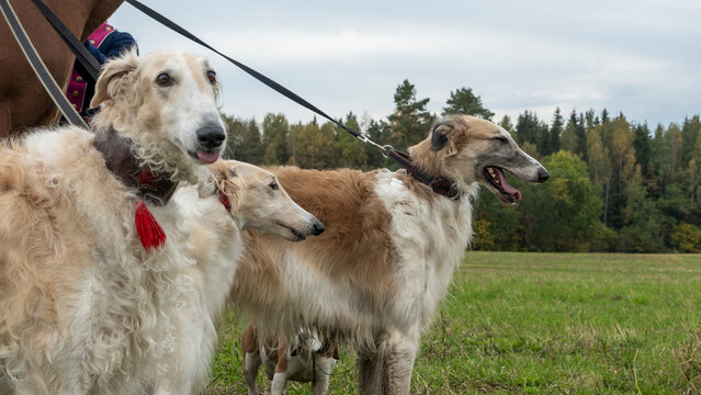 Beautiful russian borzoi or greyhound dogs with horse. Close-up view of dogs and hotse heads. Animal concept.