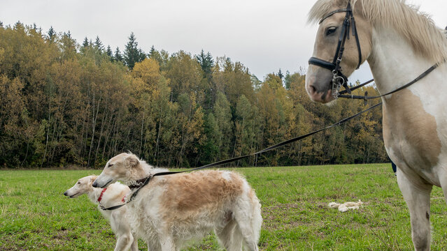 Beautiful russian borzoi or greyhound dogs with horse. Close-up view of dogs and hotse heads. Animal concept.
