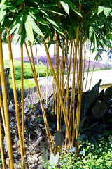 Fototapeta premium Bamboo