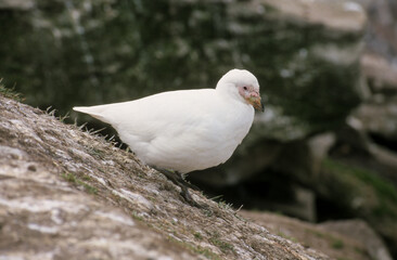 Petit Chionis,.Chionis minor, Black faced Sheathbill, Iles Falkland, Malouines