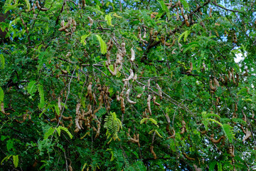 green moss on the wall